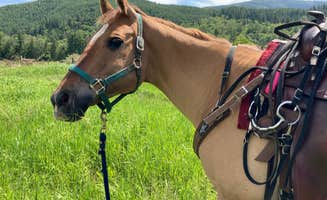 Margaret H.'s photo of camping with a horse at Rusty Ranch Cabin & Corral near Point Roberts, WA