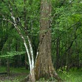 Review photo of Lake Fausse Pointe State Park Campground by Brandon R., May 2, 2021