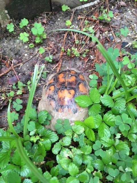 Camper-submitted photo at Jellystone Park™ Chincoteague Island near Assateague Island National Seashore