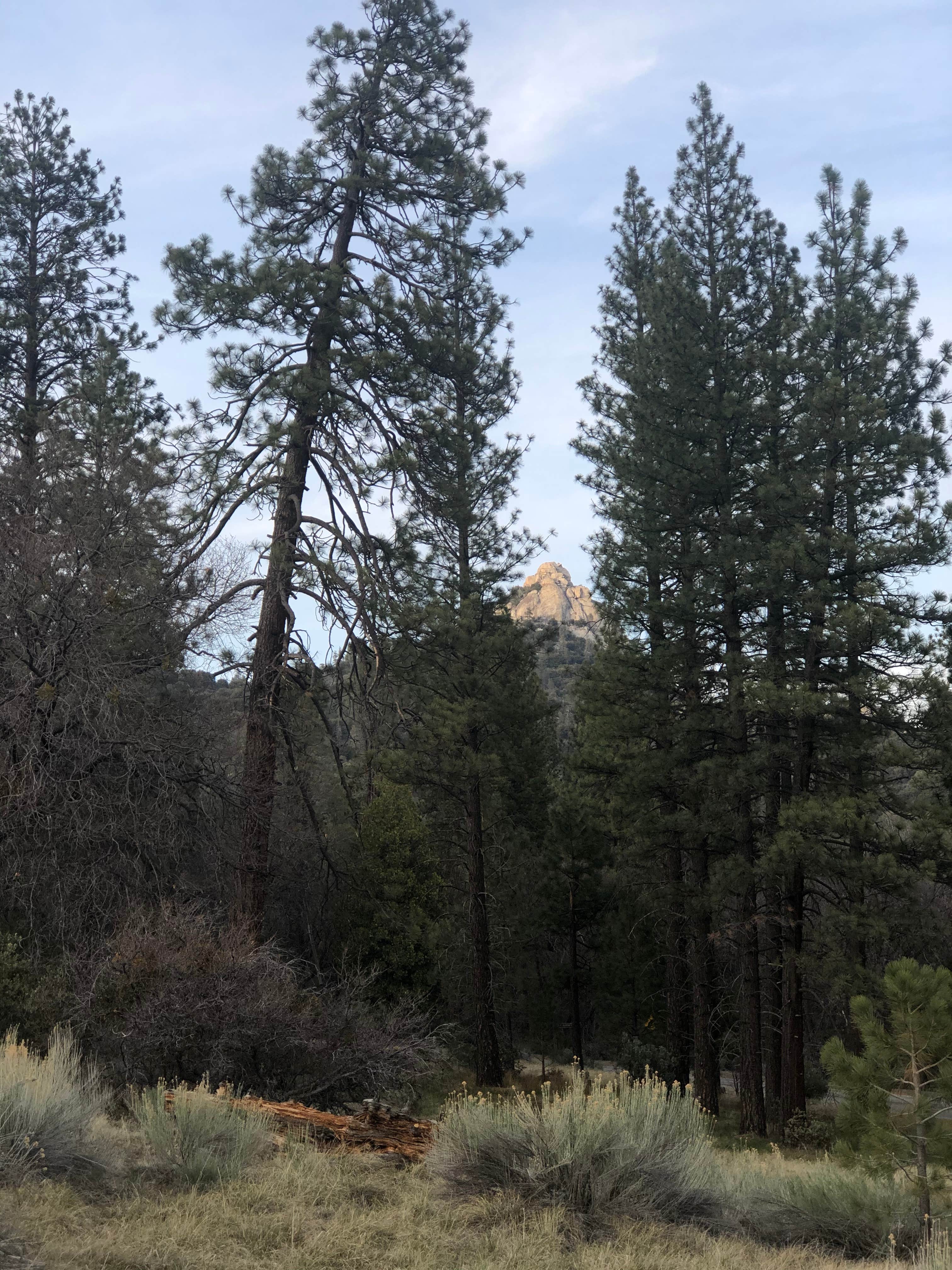 Camper submitted image from Dispersed Land in Sequoia National Forest - 2
