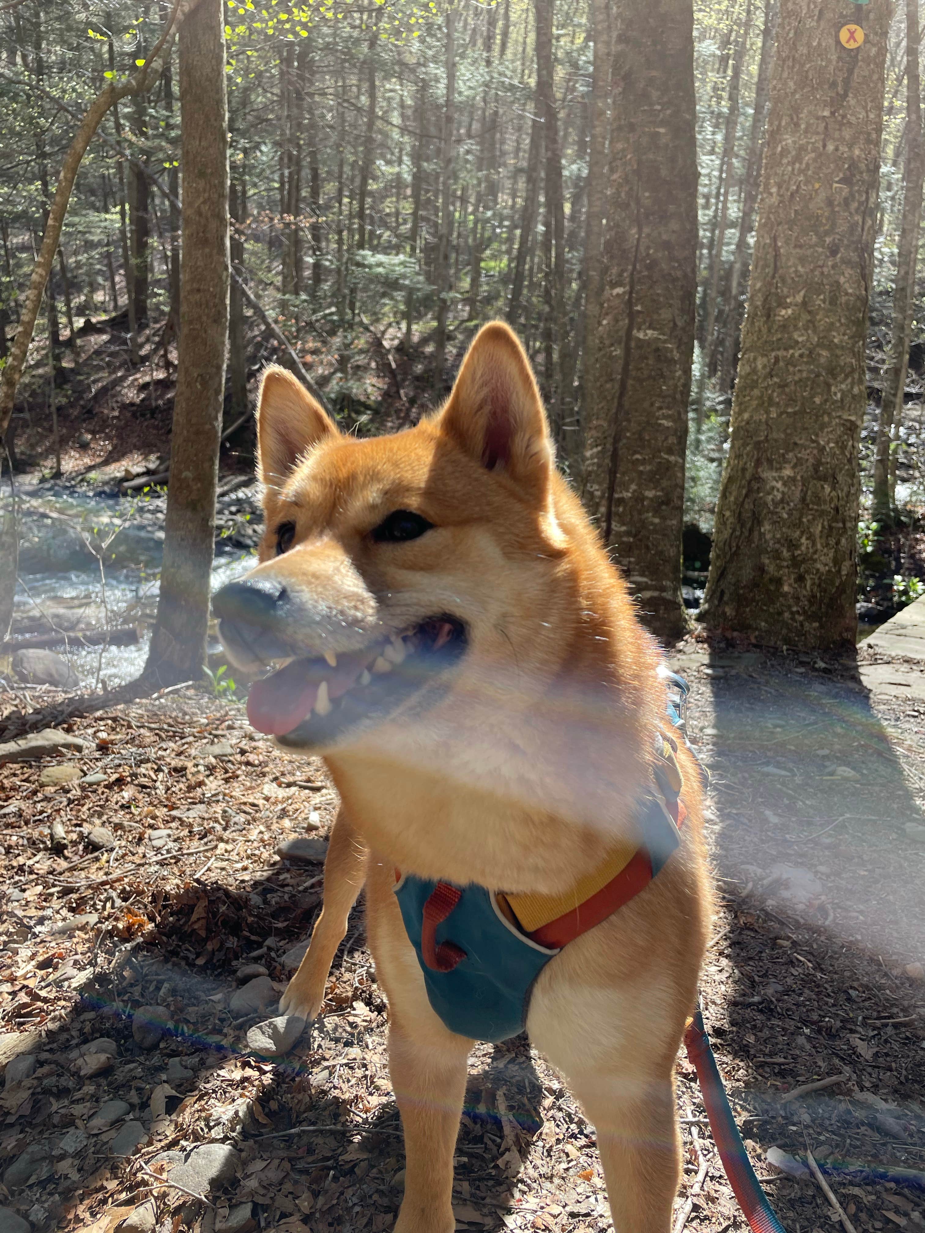 Giancarlo R.'s photo of camping with pets at Worlds End State Park Campground near Tioga-Hammond Lakes