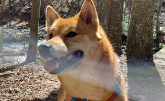 Giancarlo R.'s photo of camping with pets at Worlds End State Park Campground near Tioga-Hammond Lakes