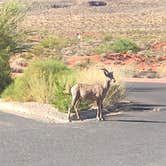 Review photo of Atlatl Rock Campground — Valley of Fire State Park by Elizabeth R., June 1, 2018