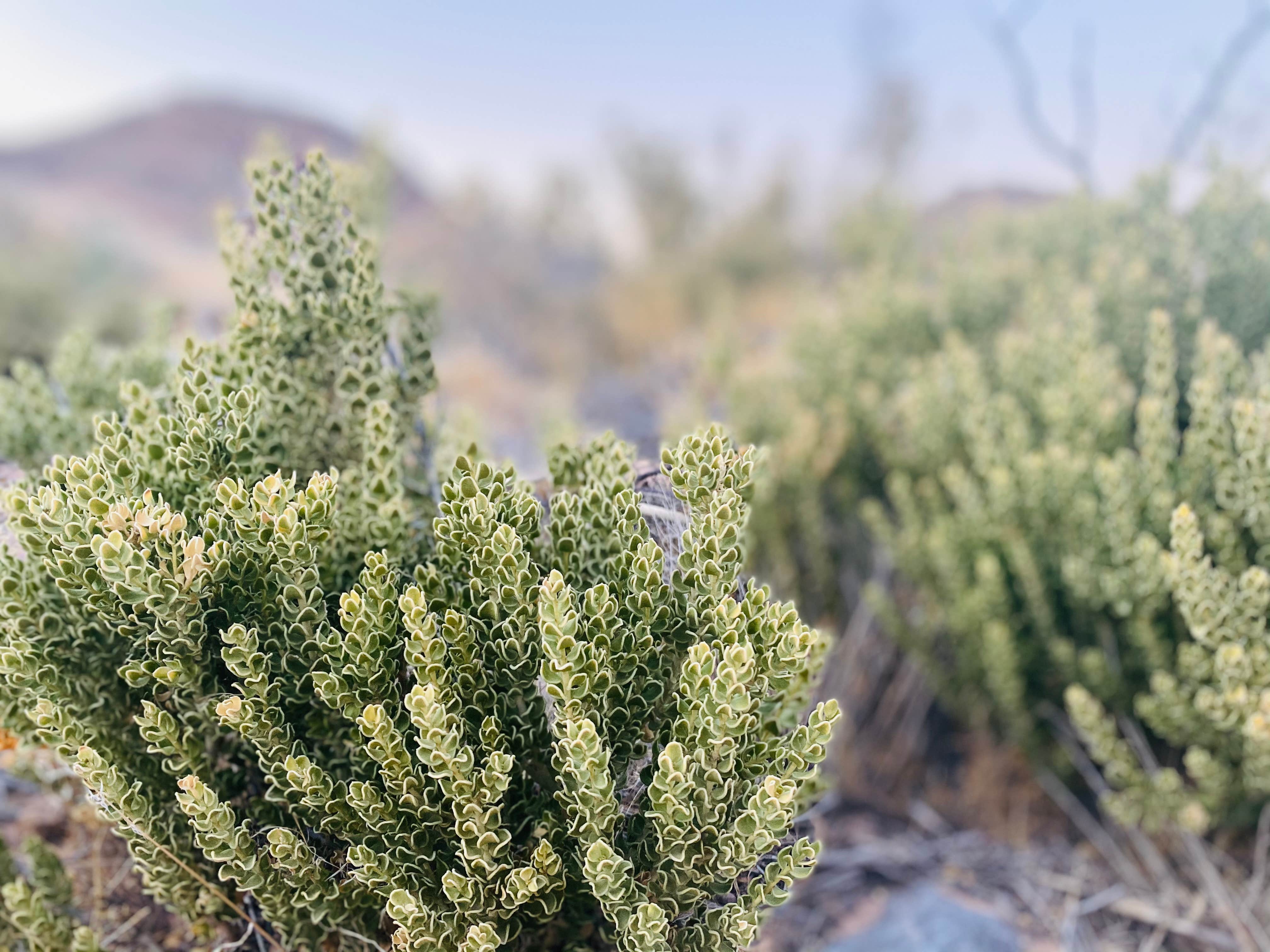 Camper-submitted photo at Muddy Mountains near North Las Vegas, NV