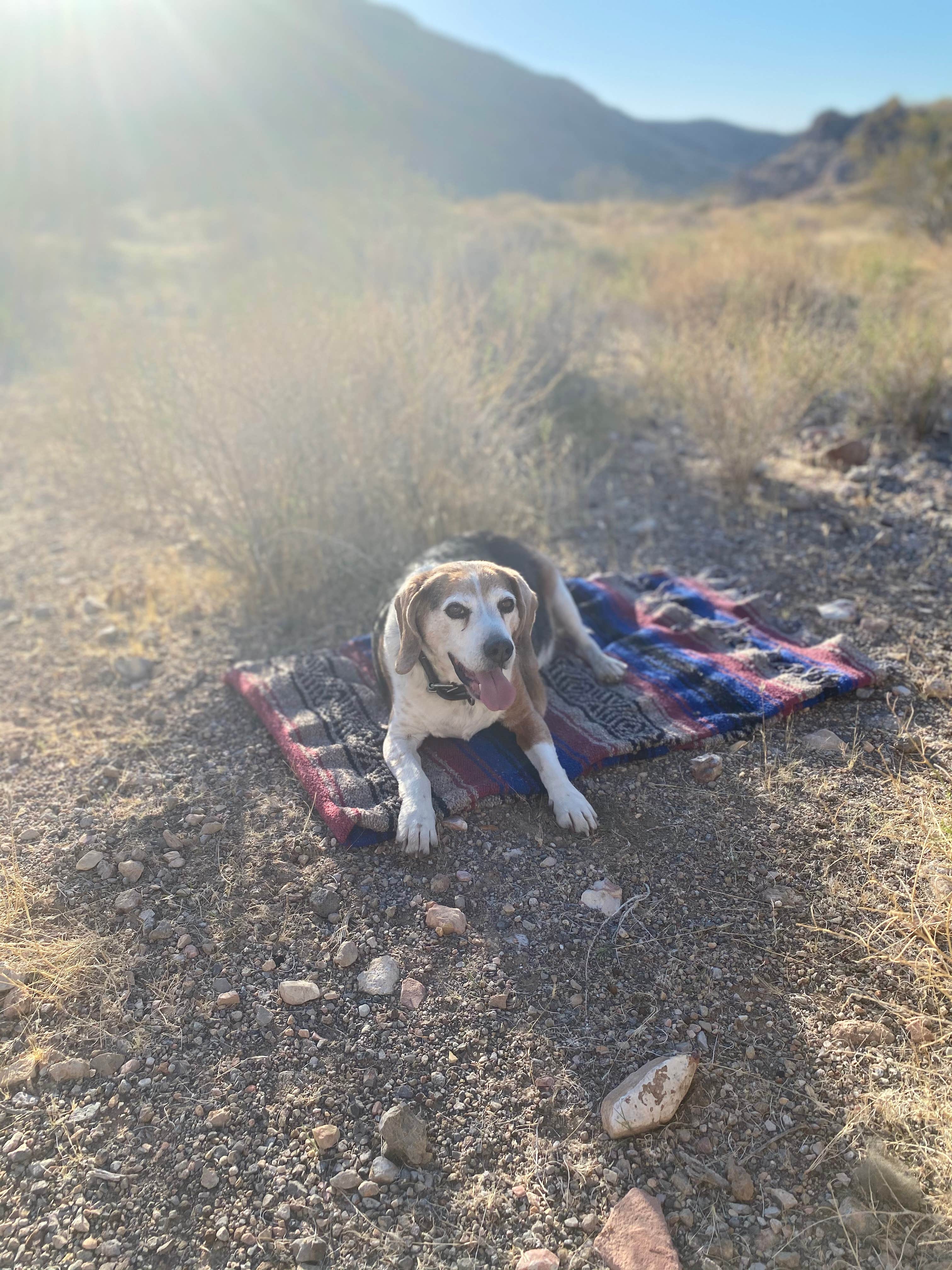 Brittany N.'s photo of camping with pets at Muddy Mountains near Lake Mead National Recreation Area