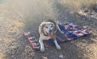 Brittany N.'s photo of camping with pets at Muddy Mountains near Overton, NV