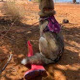 Review photo of Sand Hollow State Park Campground by Dilsah T., May 3, 2021