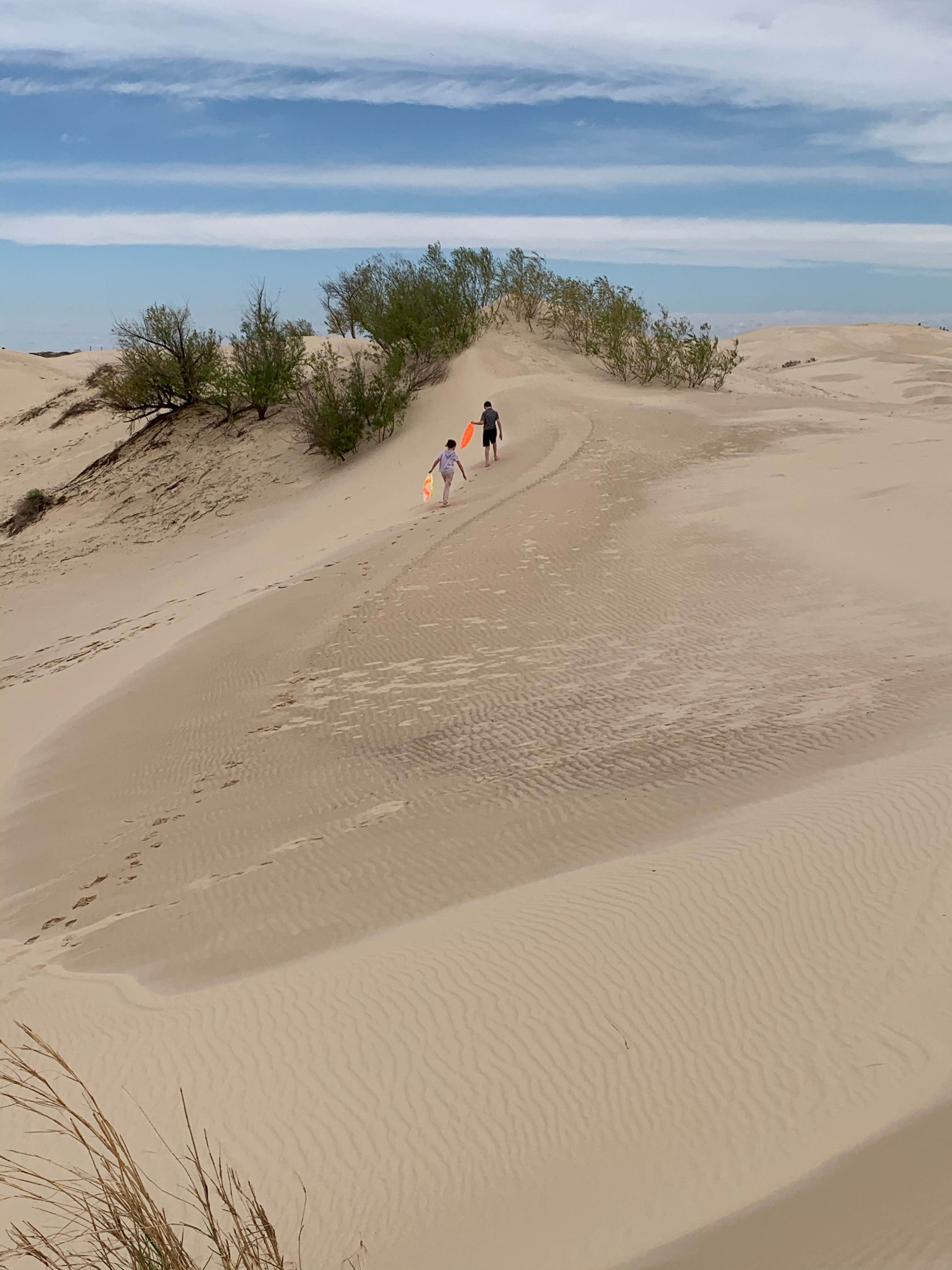 Monahans Sandhills State Park | The Dyrt