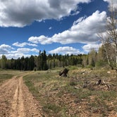 Review photo of DeMotte National Forest Campground by Elizabeth R., June 1, 2018