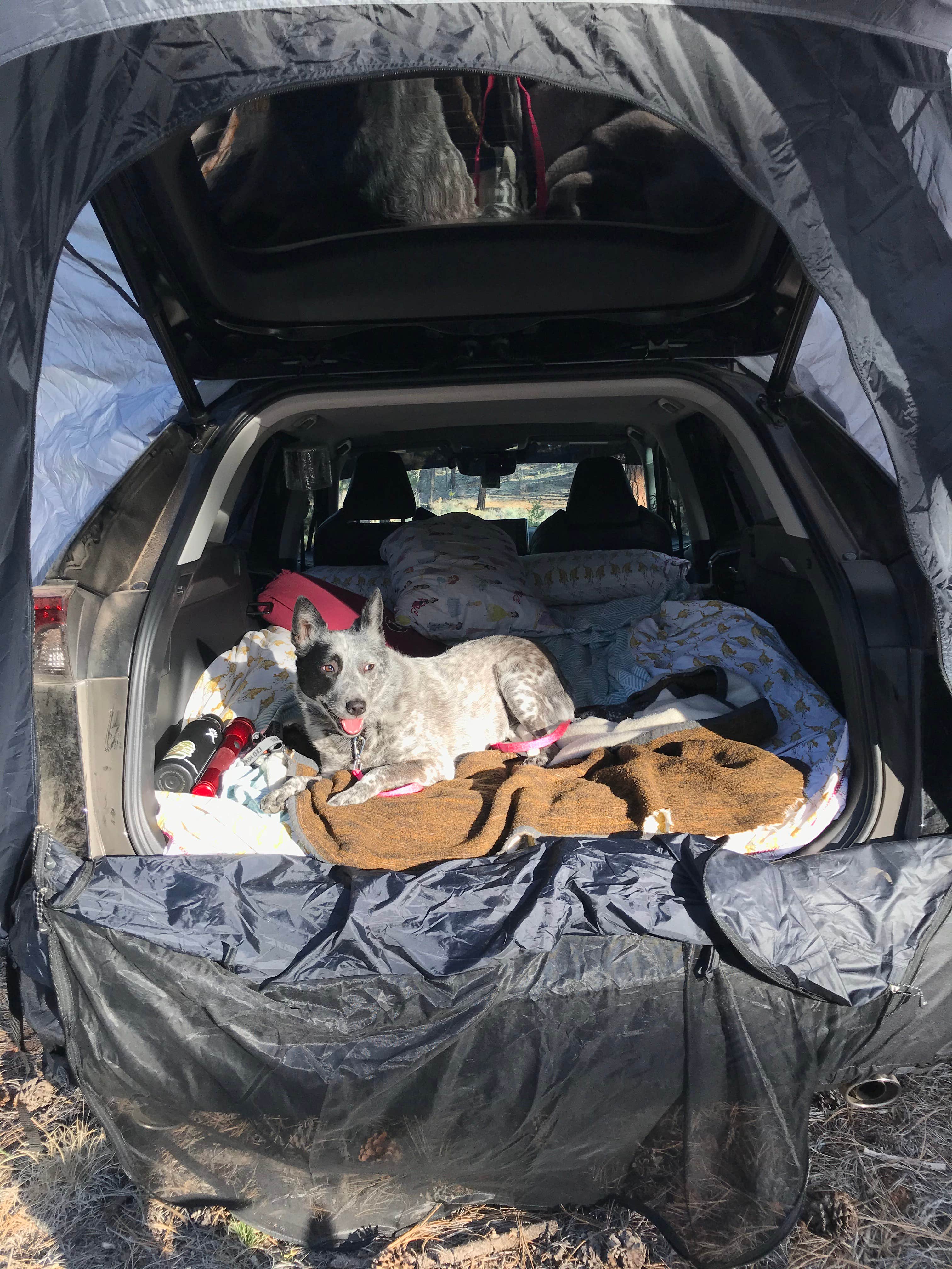 Matt's photo of camping with pets at Forest Service Road 328 Dispersed near North Rim, AZ
