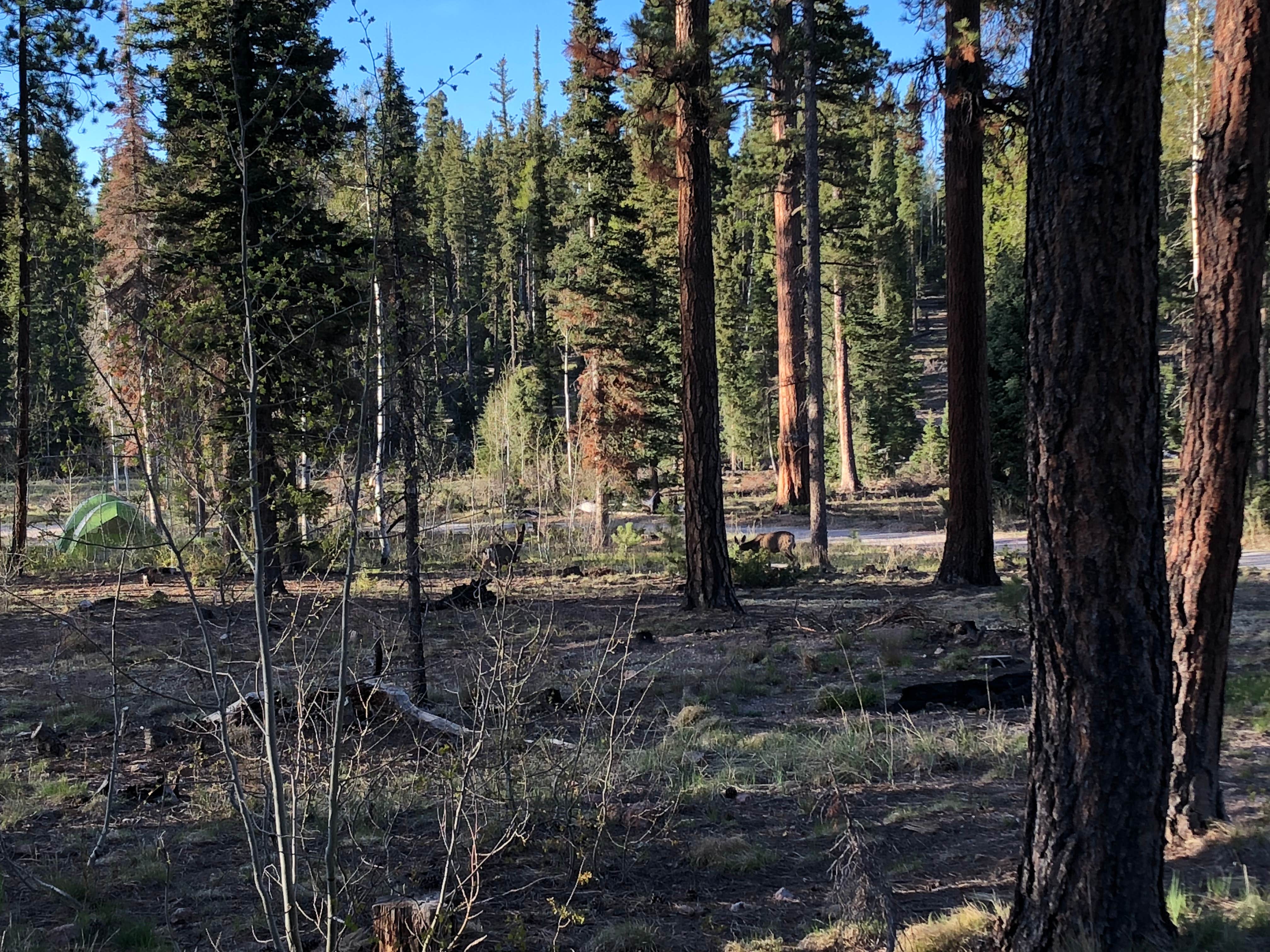 Camper-submitted photo at DeMotte National Forest Campground near North Rim, AZ