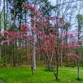 Review photo of Yellowwood State Forest by Stephen & Theresa B., May 3, 2021