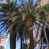 Review photo of Oasis Las Vegas RV Resort by Elizabeth R., June 1, 2018
