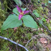 Review photo of Mount Hood National Forest Tollgate Campground by Bethany R., May 3, 2021