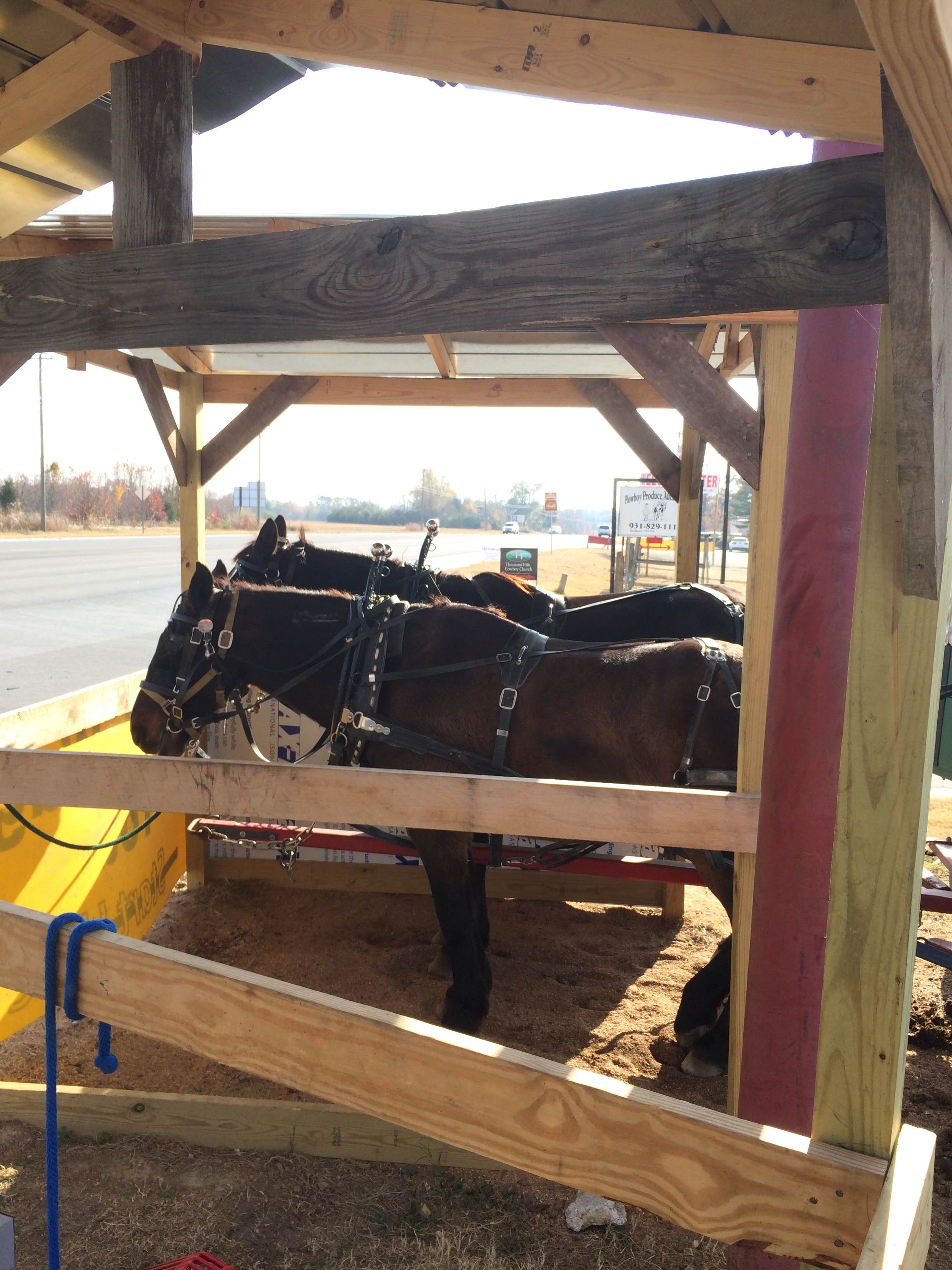 Mike H.'s photo of camping with a horse at Heritage Campground and RV Park in Tennessee