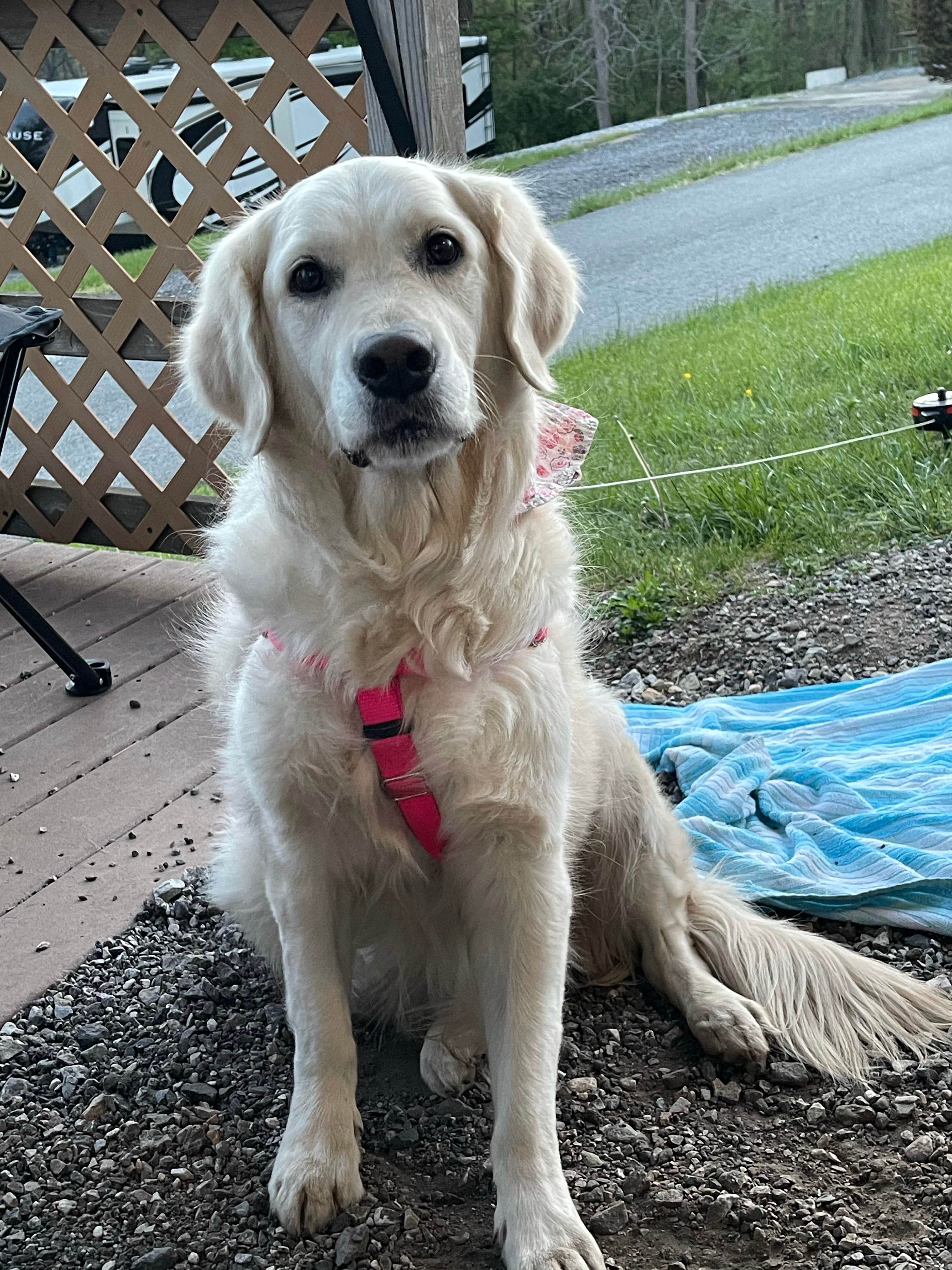 Peggy T.'s photo of camping with pets at Merry Meadows Recreation Farm near York, PA