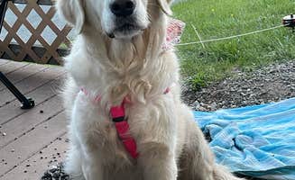 Peggy T.'s photo of camping with pets at Merry Meadows Recreation Farm near Parkville, MD