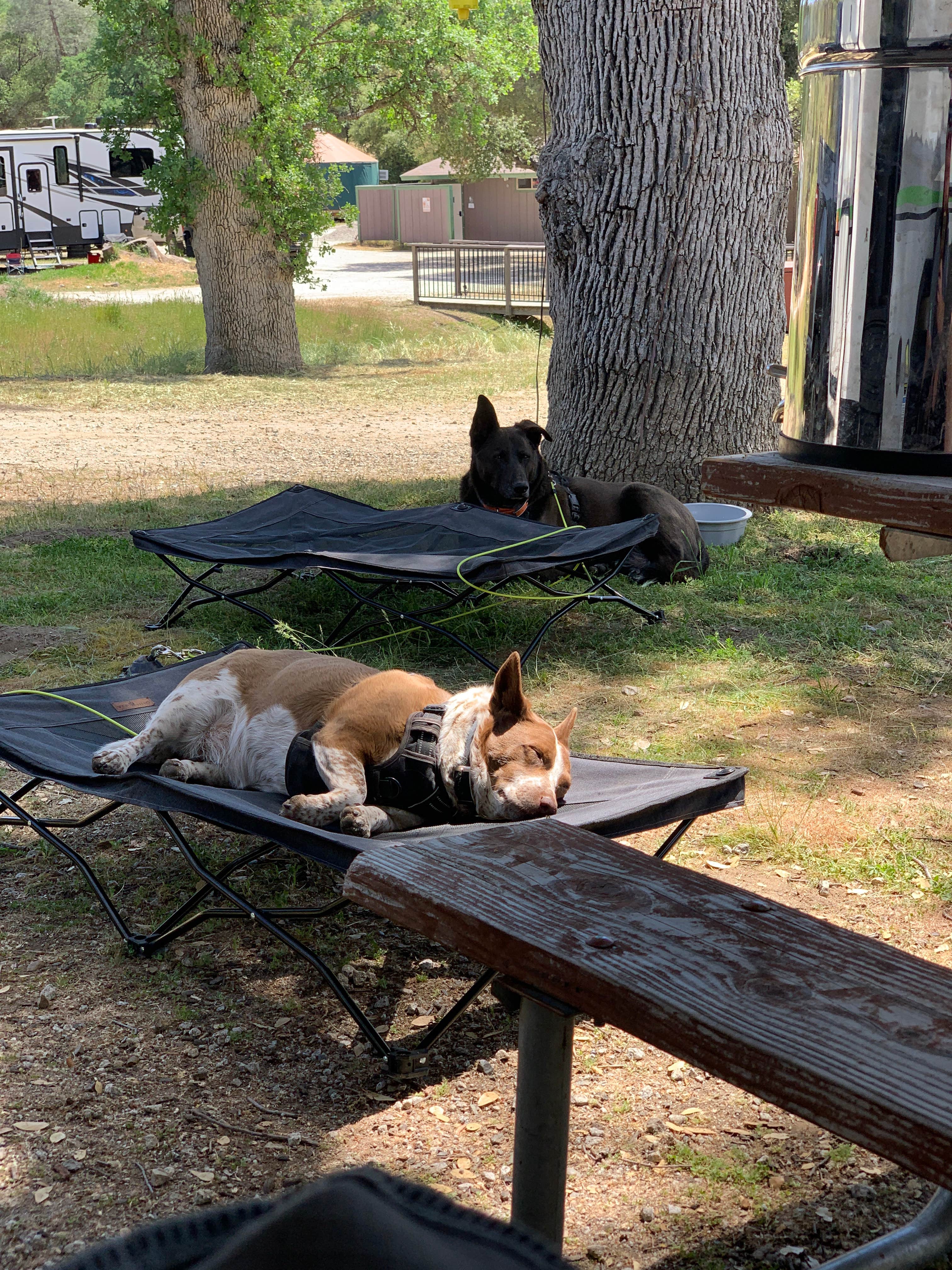 Chris H.'s photo of camping with pets at Yosemite RV Resort near Fresno, CA
