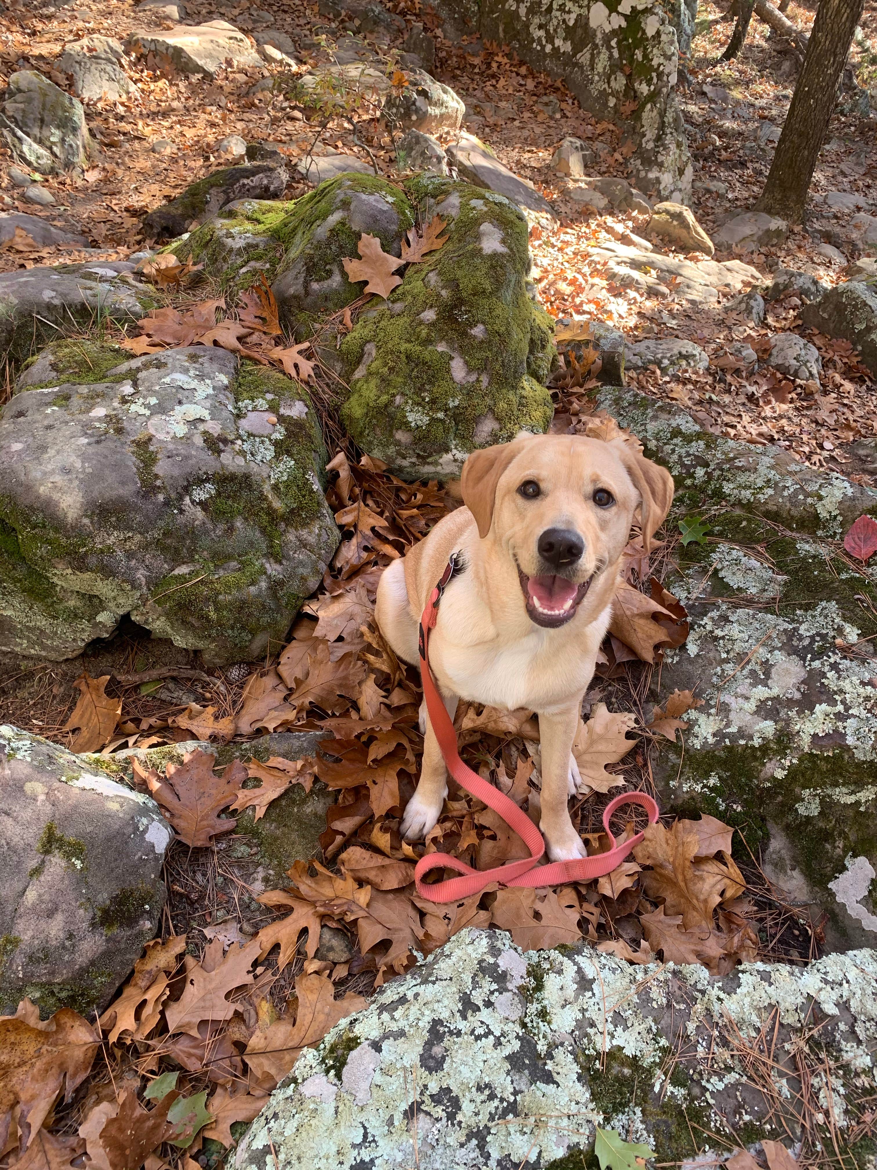 Lizabeth T.'s photo of camping with pets at Robbers Cave State Park — Robbers Cave State Resort Park near Eufaula Lake