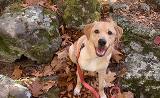 Lizabeth T.'s photo of camping with pets at Robbers Cave State Park — Robbers Cave State Resort Park near Eufaula Lake