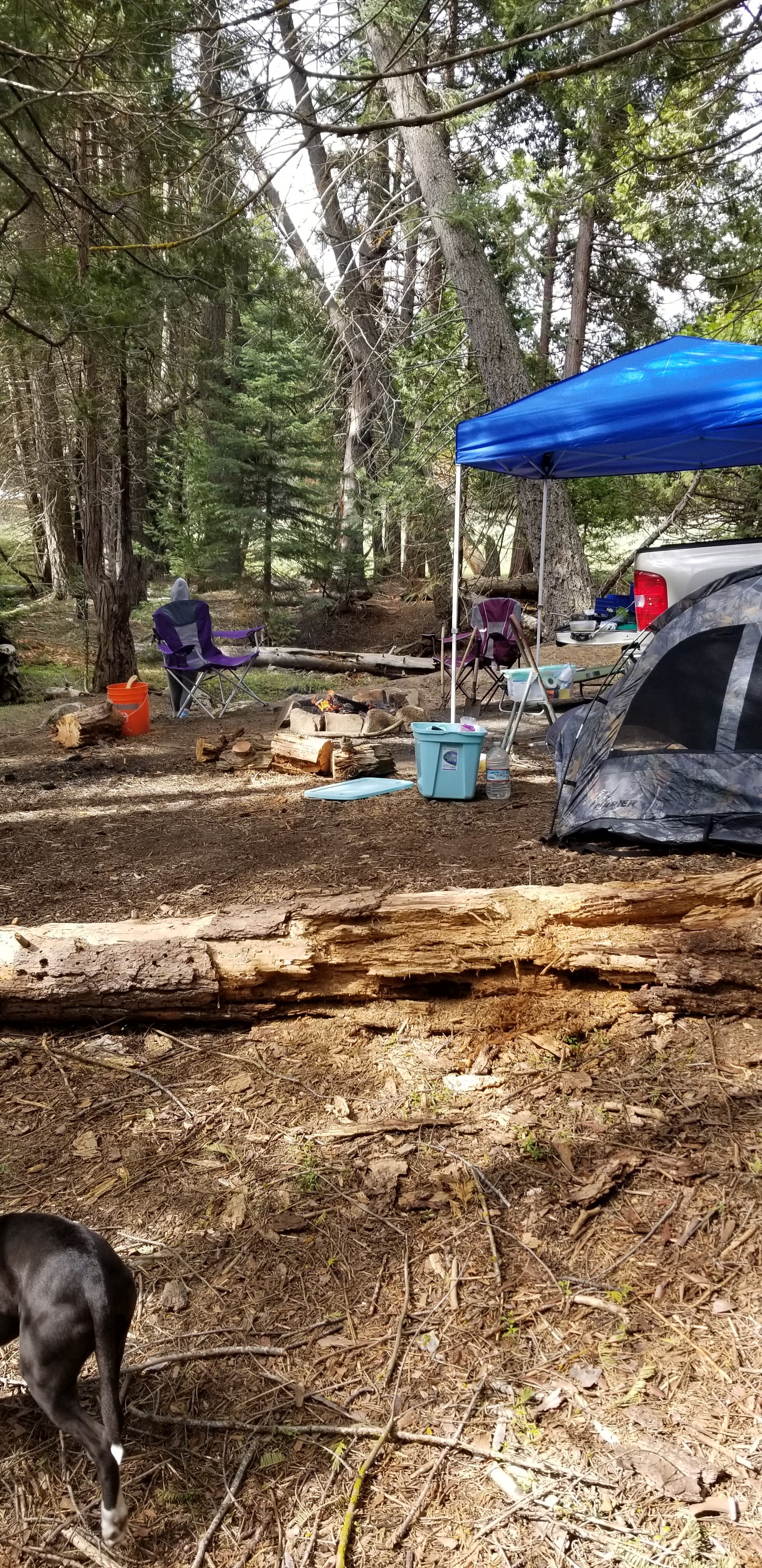 Camper submitted image from Dispersed Camp near Sequoia National Park - 5