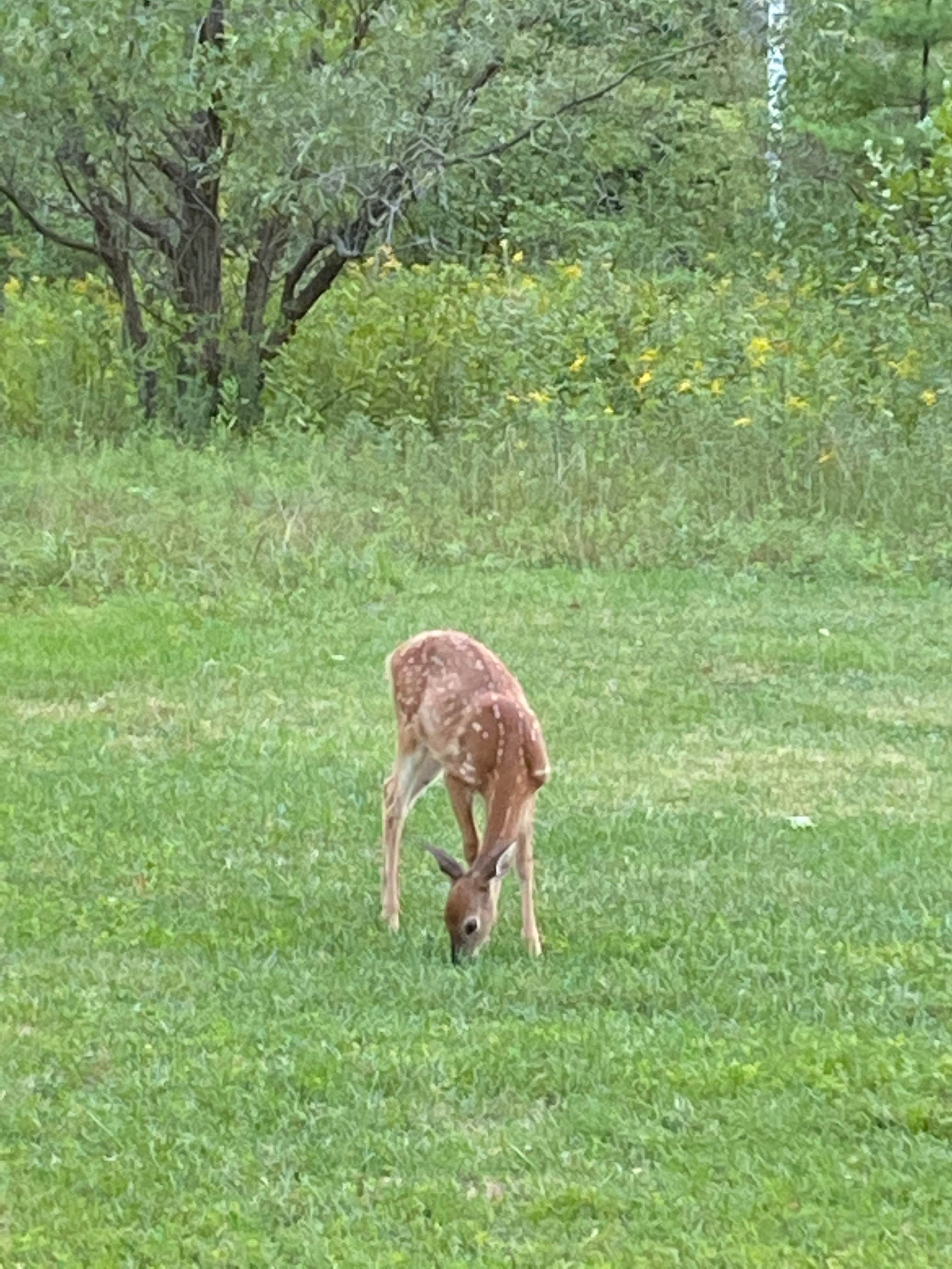 Camper-submitted photo at Drumlin B Camping Area — Fair Haven Beach State Park near Sodus Point, NY