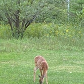 deer sightings
