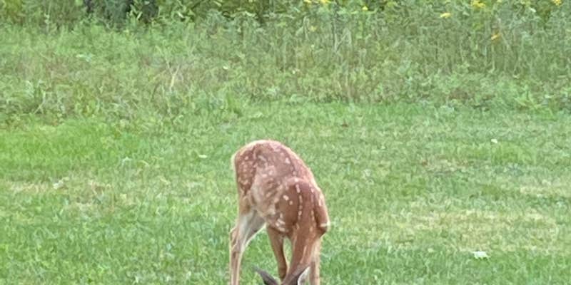 Camper submitted image from Drumlin B Camping Area — Fair Haven Beach State Park