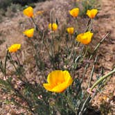 Review photo of Mojave River Forks Regional Park by Bower , May 4, 2021