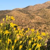 Review photo of Mojave River Forks Regional Park by Bower , May 4, 2021