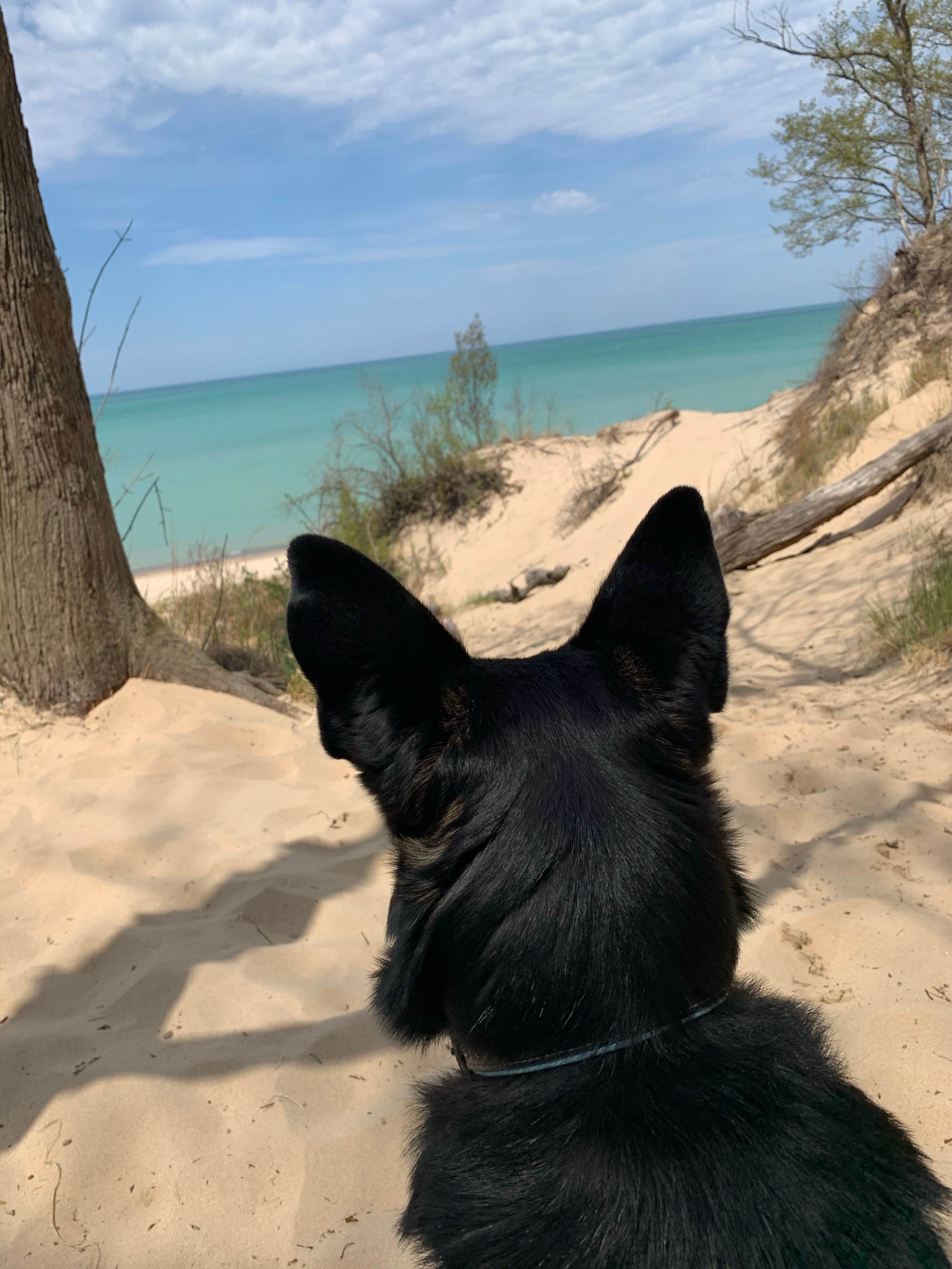 Jacob K.'s photo of camping with pets at Dunewood Campground — Indiana Dunes National Park near Indiana Dunes National Lakeshore
