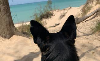 Jacob K.'s photo of camping with pets at Dunewood Campground — Indiana Dunes National Park near Michigan City, IN