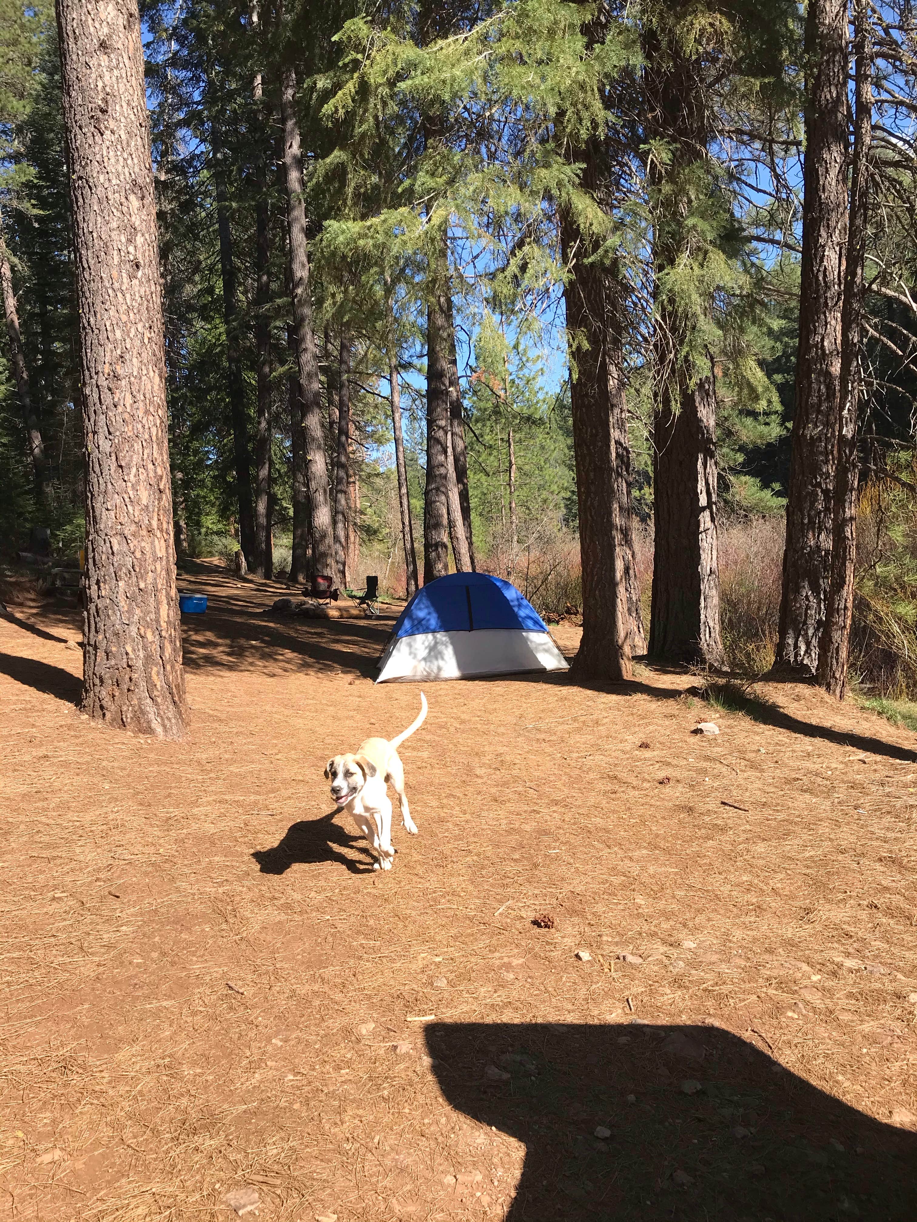 Escape to Algoma: Your Northern California Campground Adventure