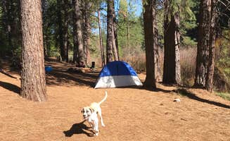 Chase's photo of camping with pets at Algoma Campground near Modoc National Forest
