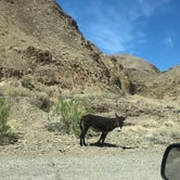 Review photo of Wildrose Campground — Death Valley National Park by Chase , May 5, 2021