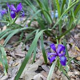 Review photo of Julia Pfeiffer Burns Environmental Camping — Julia Pfeiffer Burns State Park by Monika V., May 5, 2021