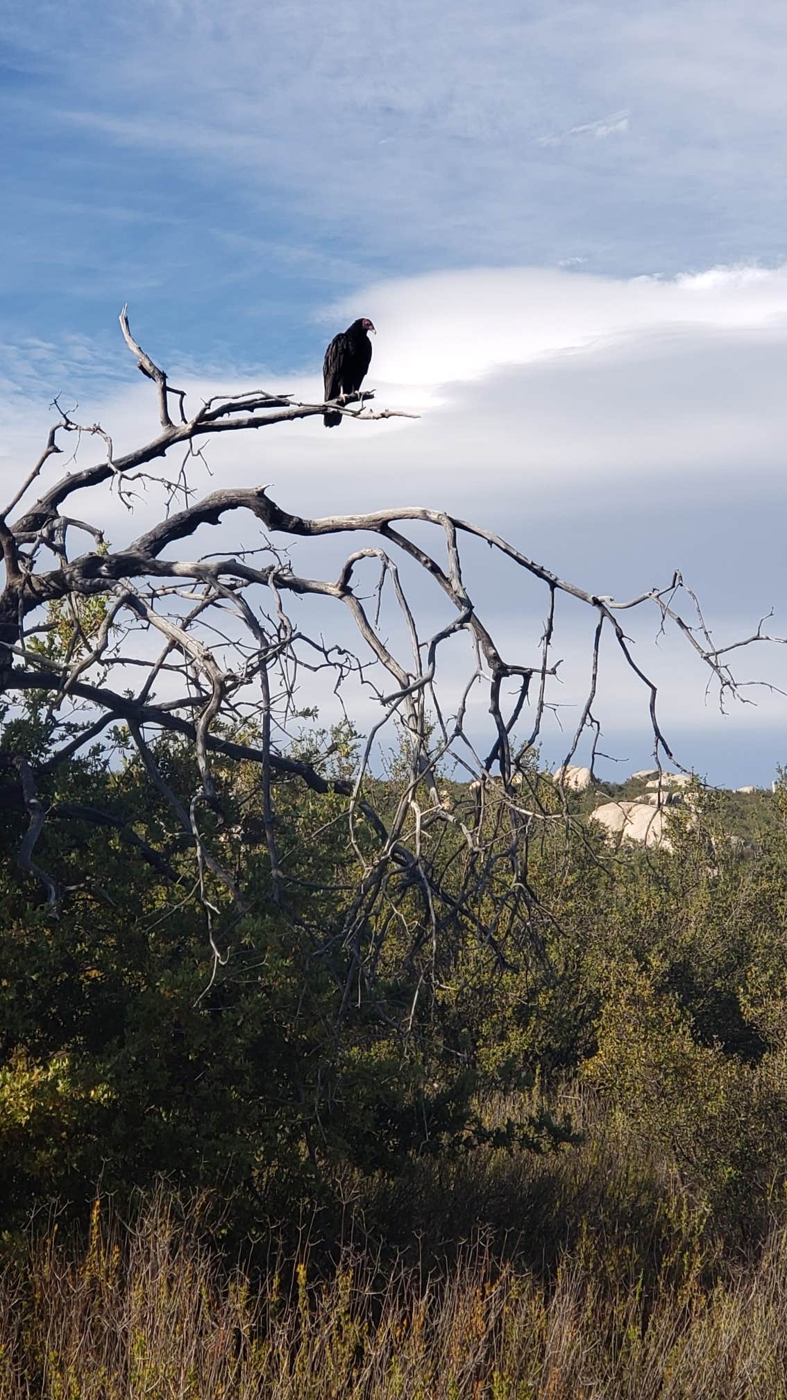 Camper submitted image from Potrero County Park - 5