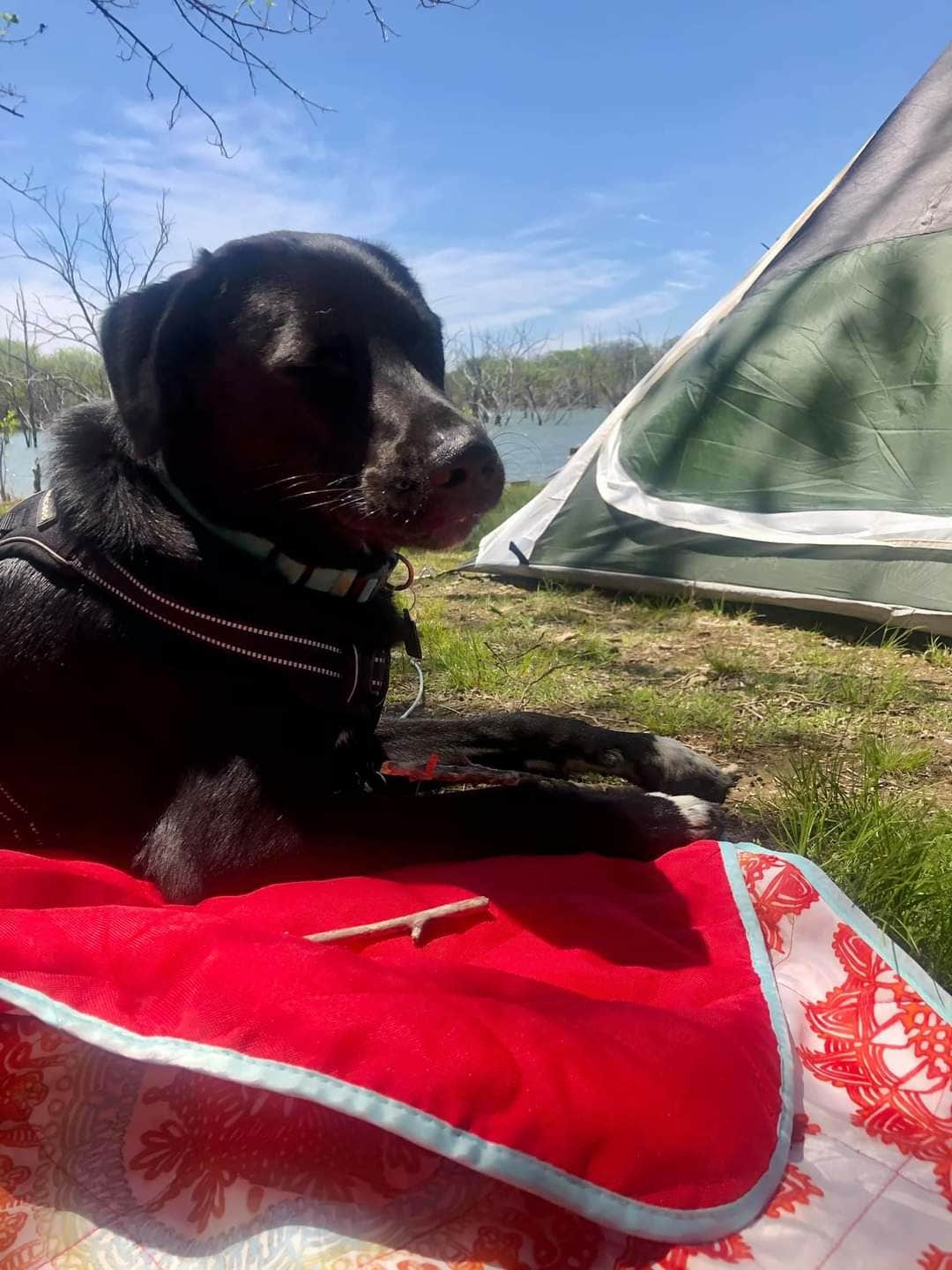Camper submitted image from Russell Crites Primitive — Hillsdale State Park - 4