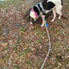Camper-submitted photo from Fort Belvoir Travel and RV Camp