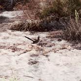 Review photo of Stewart’s Point Dispersed Camping — Lake Mead National Recreation Area by N I., May 5, 2021