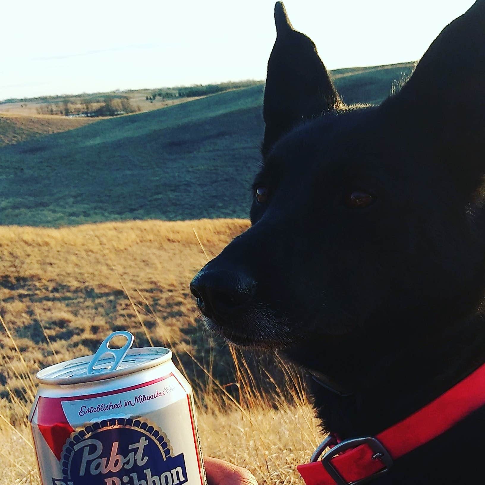 mark M.'s photo of camping with pets at Glacial Lakes State Park Campground near Starbuck, MN