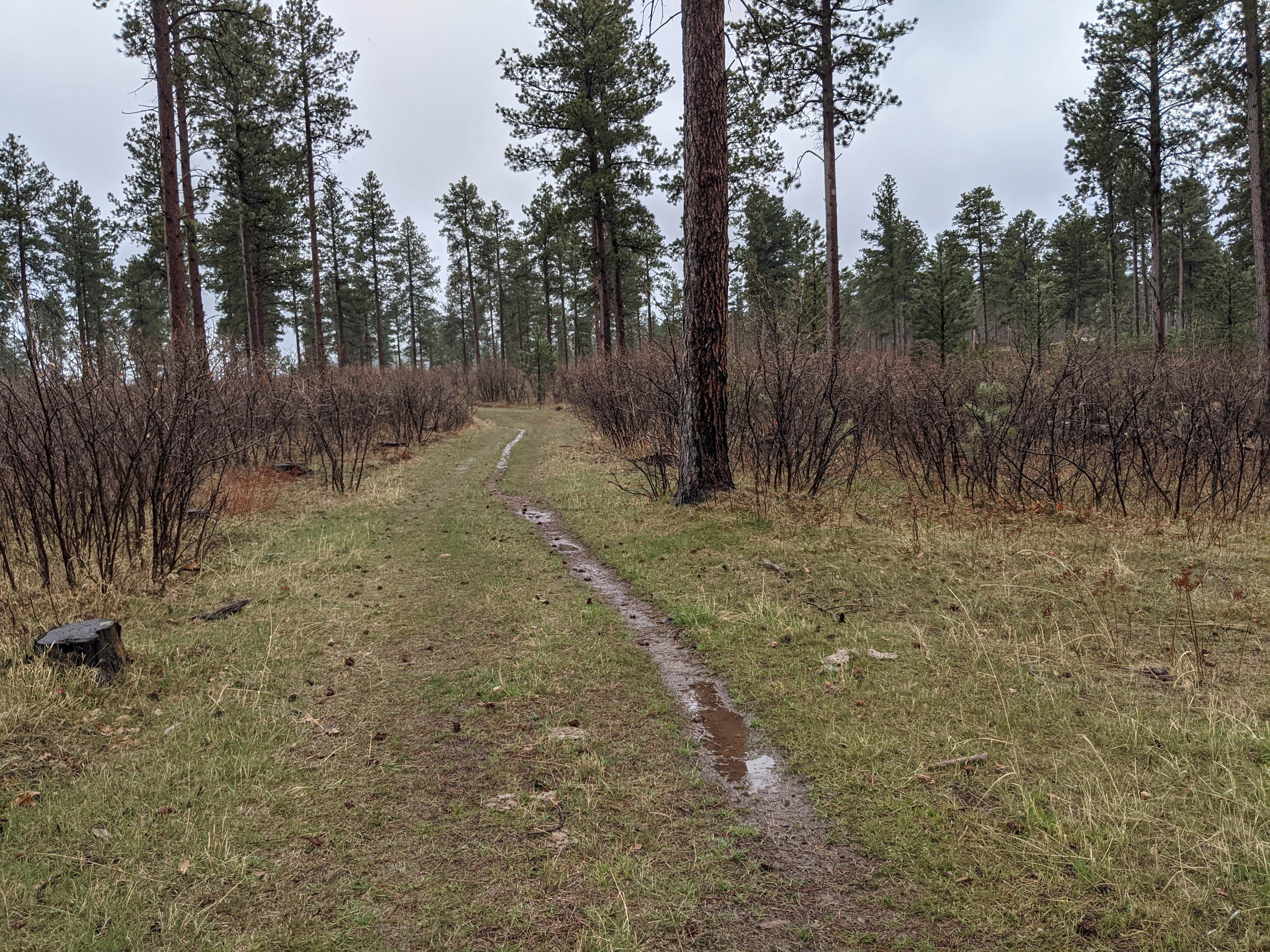 Camping near Mt. Roosevelt Dispersed Camping: Free dry camping, Spearfish, South Dakota