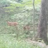 Review photo of East Fork State Park Campground by Sallie M., April 25, 2021