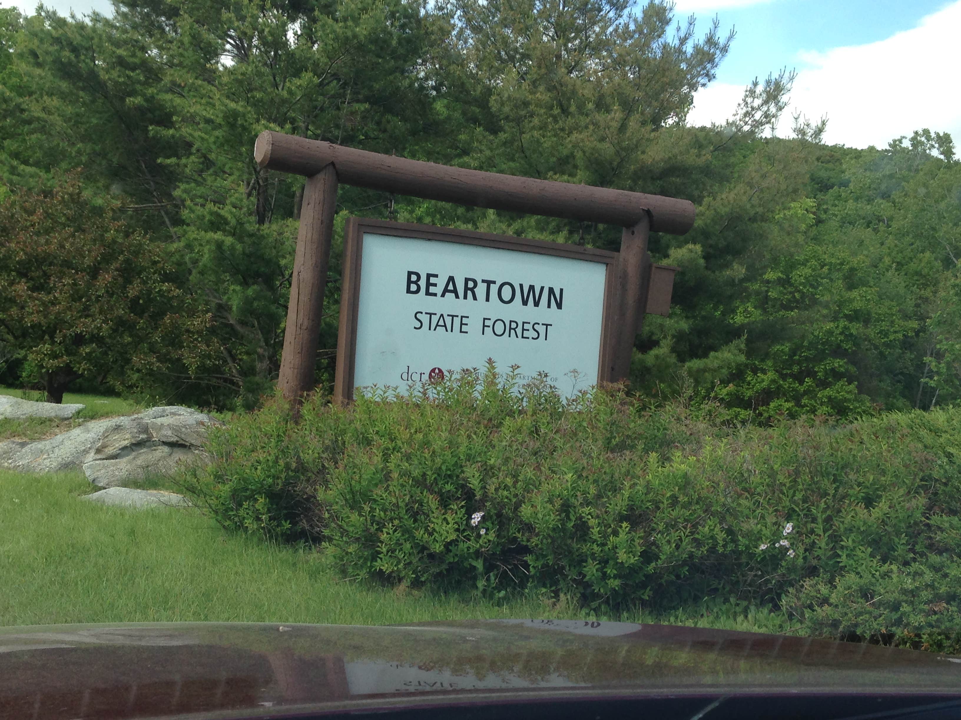 Camper submitted image from Beartown State Forest Campground - 3