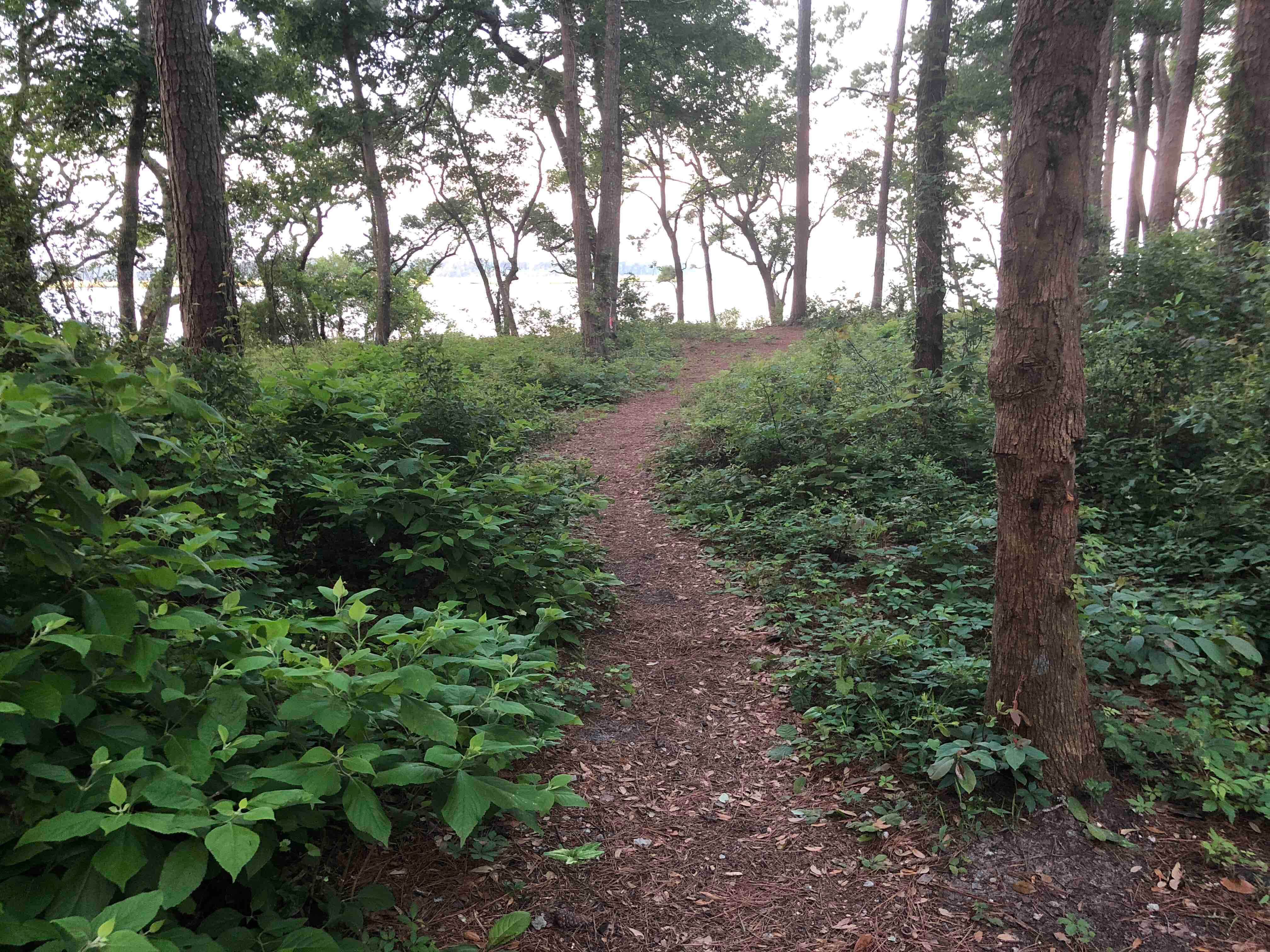 Camper submitted image from Croatan National Forest Oyster Point Campground - 5