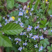 Review photo of Carolina Hemlocks Rec Area by Alexis , May 6, 2021