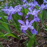 Review photo of Carolina Hemlocks Rec Area by Alexis , May 6, 2021