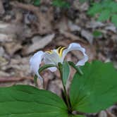 Review photo of Carolina Hemlocks Rec Area by Alexis , May 6, 2021