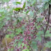 Review photo of Carolina Hemlocks Rec Area by Alexis , May 6, 2021