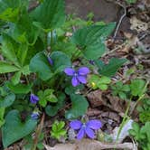 Review photo of Carolina Hemlocks Rec Area by Alexis , May 6, 2021